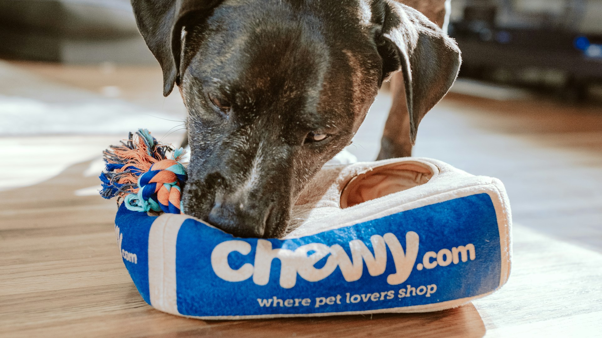 Dyrehotell og pensjonat